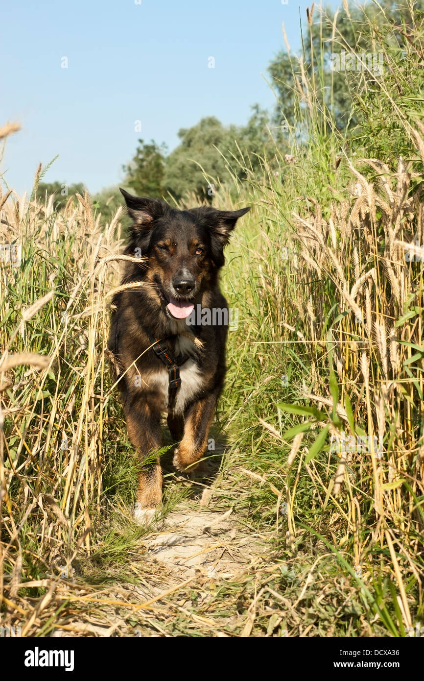 Half-breed chien courir vers viewer Banque D'Images