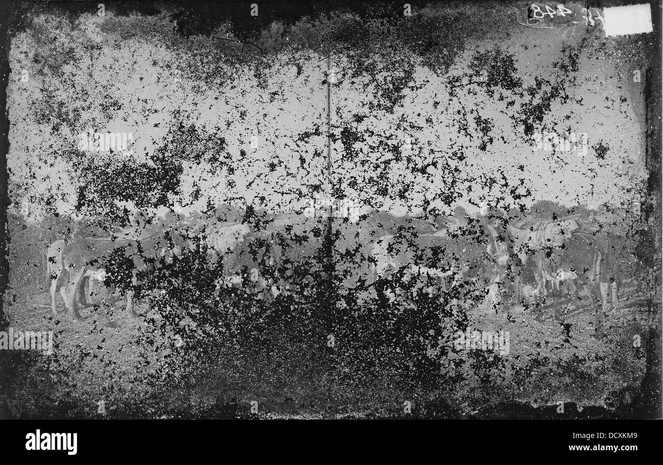 Cette photographie représente un groupe d'ânes, communément connus pour leur construction solide et leur utilité dans les tâches agricoles et de transport. Les ânes sont des animaux domestiqués largement utilisés dans diverses parties du monde pour le travail. Banque D'Images