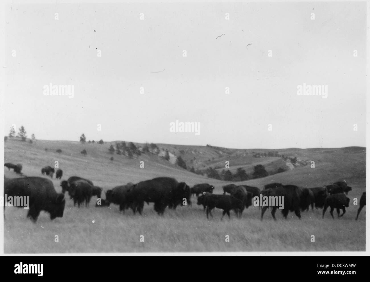 Troupeau de buffles qui paissent dans un paysage naturel, représentant la faune et l'immensité des plaines nord-américaines. Banque D'Images Troupeau de buffles qui paissent dans un paysage naturel, représentant la faune et l'immensité des plaines nord-américaines. Banque D'Images