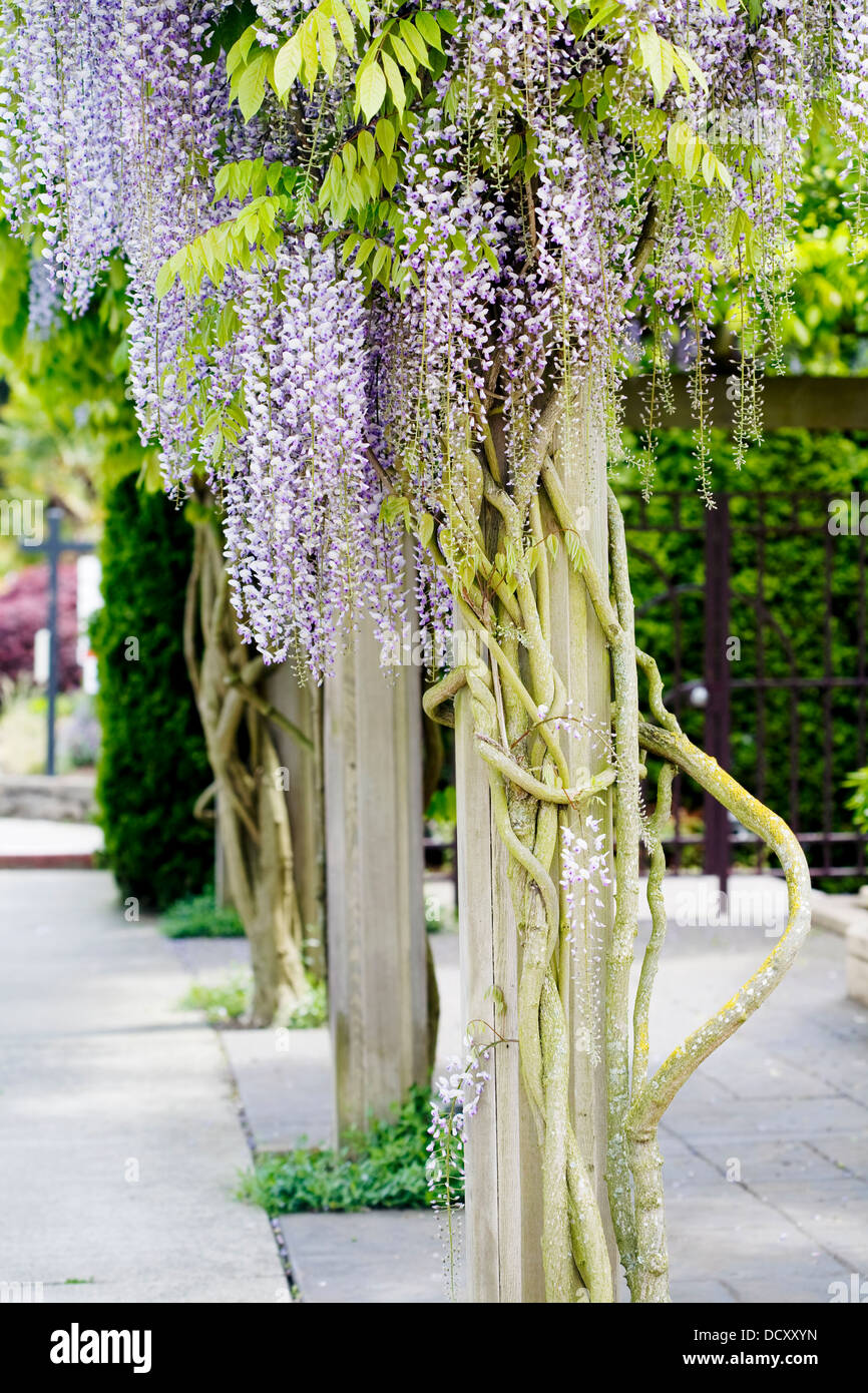 Belle, élégante pourpre fleurs wisteria trellis off en cascade Banque D'Images