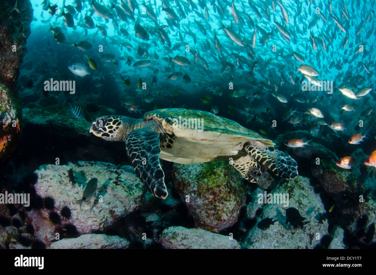 Hawk's bill une tortue au milieu de bancs de poissons à Laje de Santos Marine State Park. Banque D'Images