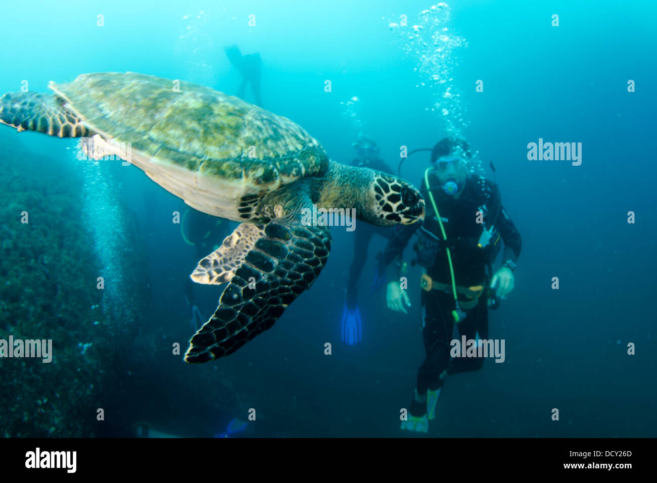 Les plongeurs récréatifs et des tortues nager à Laje de Santos Marine Park, l'état de São Paulo, Brésil, terre Banque D'Images