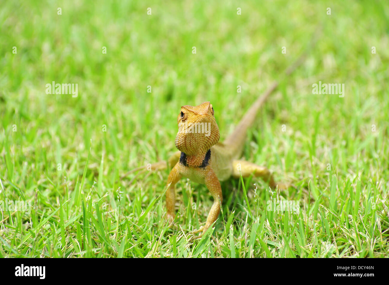 Lizard Banque D'Images