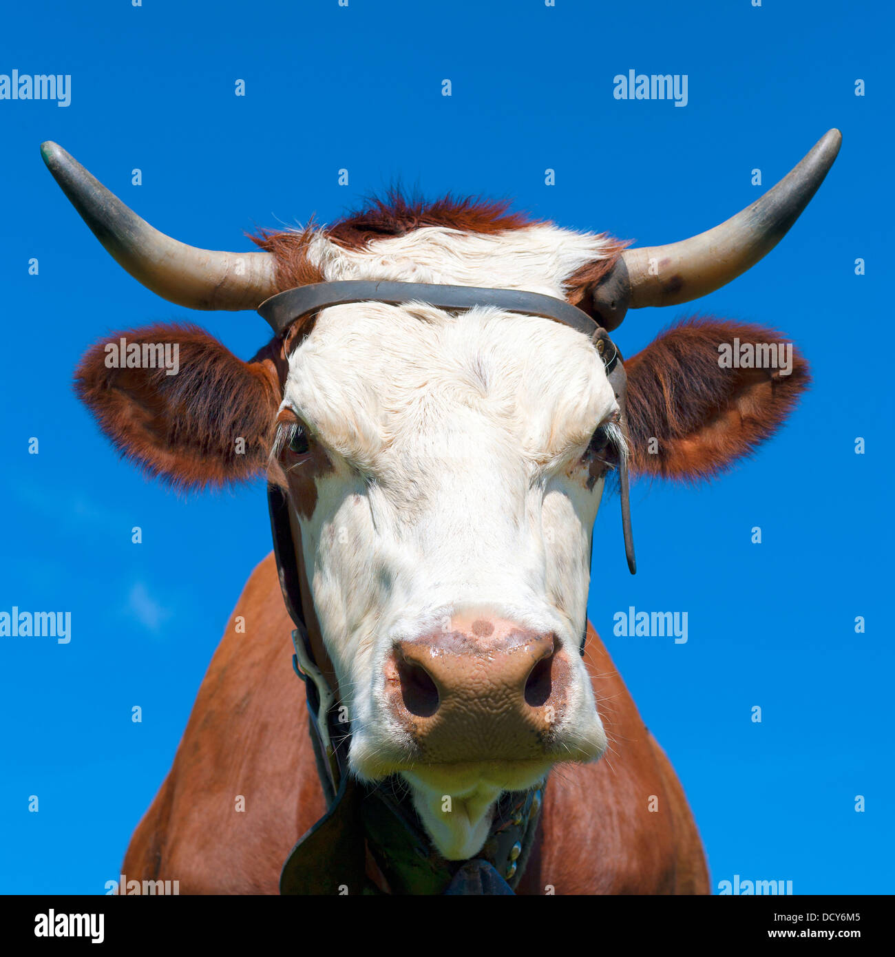 Visage de Brown lait de vache dans le ciel bleu Banque D'Images