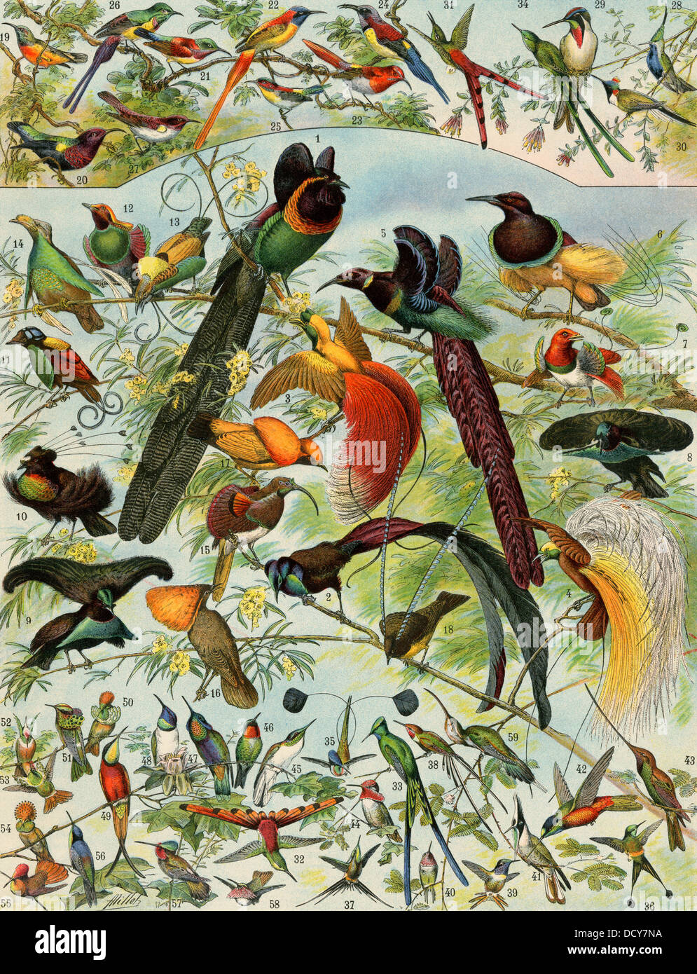 Oiseau du Paradis, oiseaux-mouches, et d'autres oiseaux à long bec. Lithographie couleur Banque D'Images