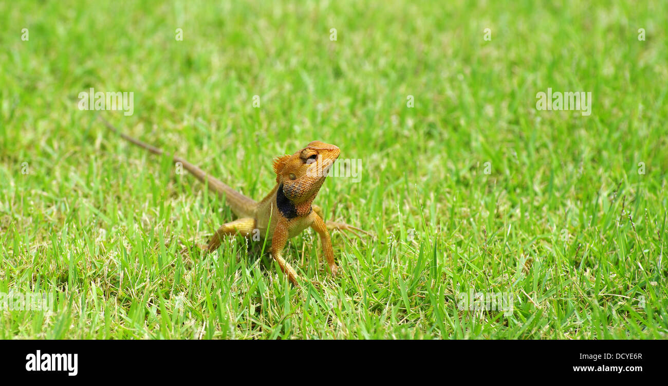 Lizard Banque D'Images