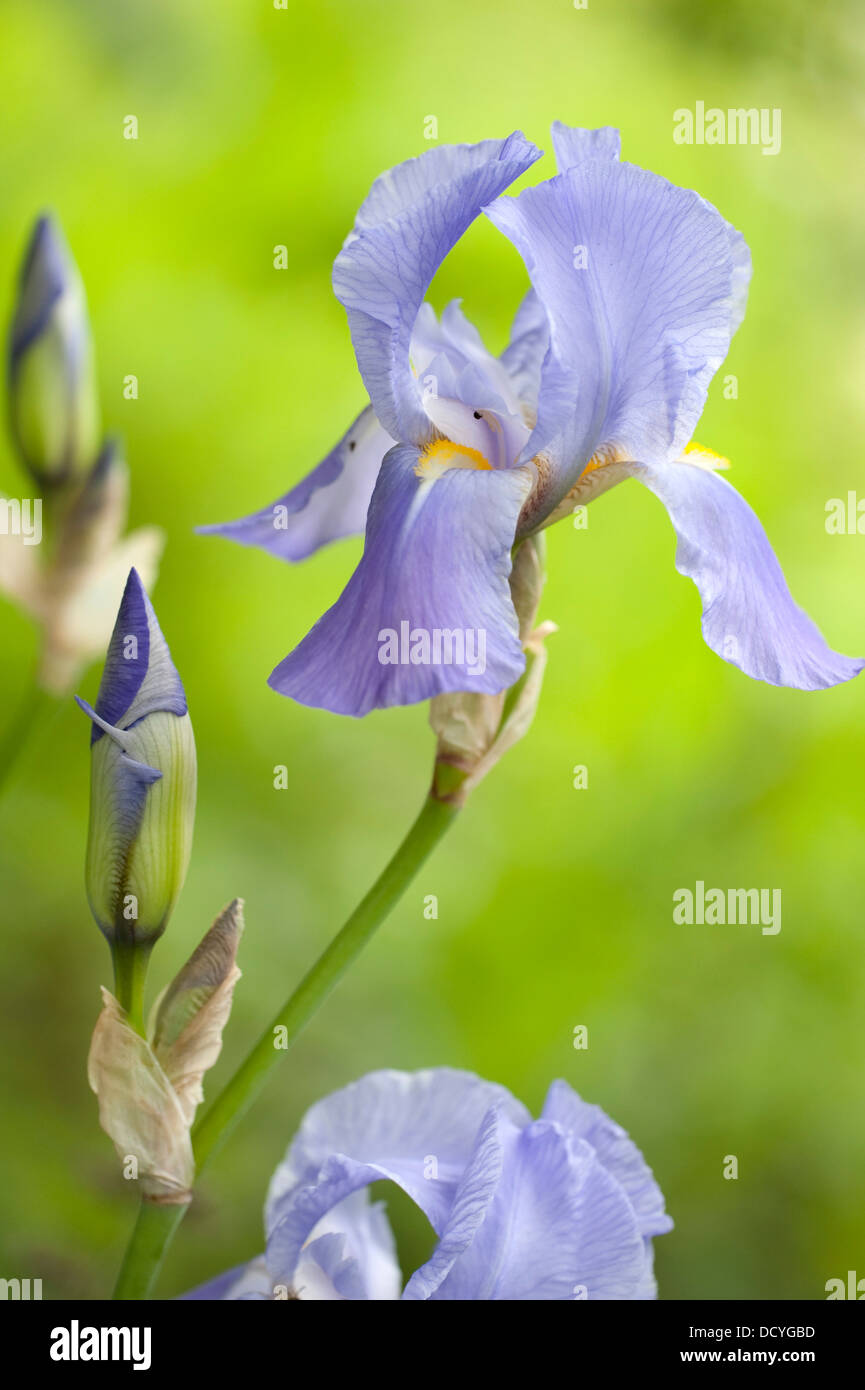 Iris versicolor Iris violet UK Kent Banque D'Images