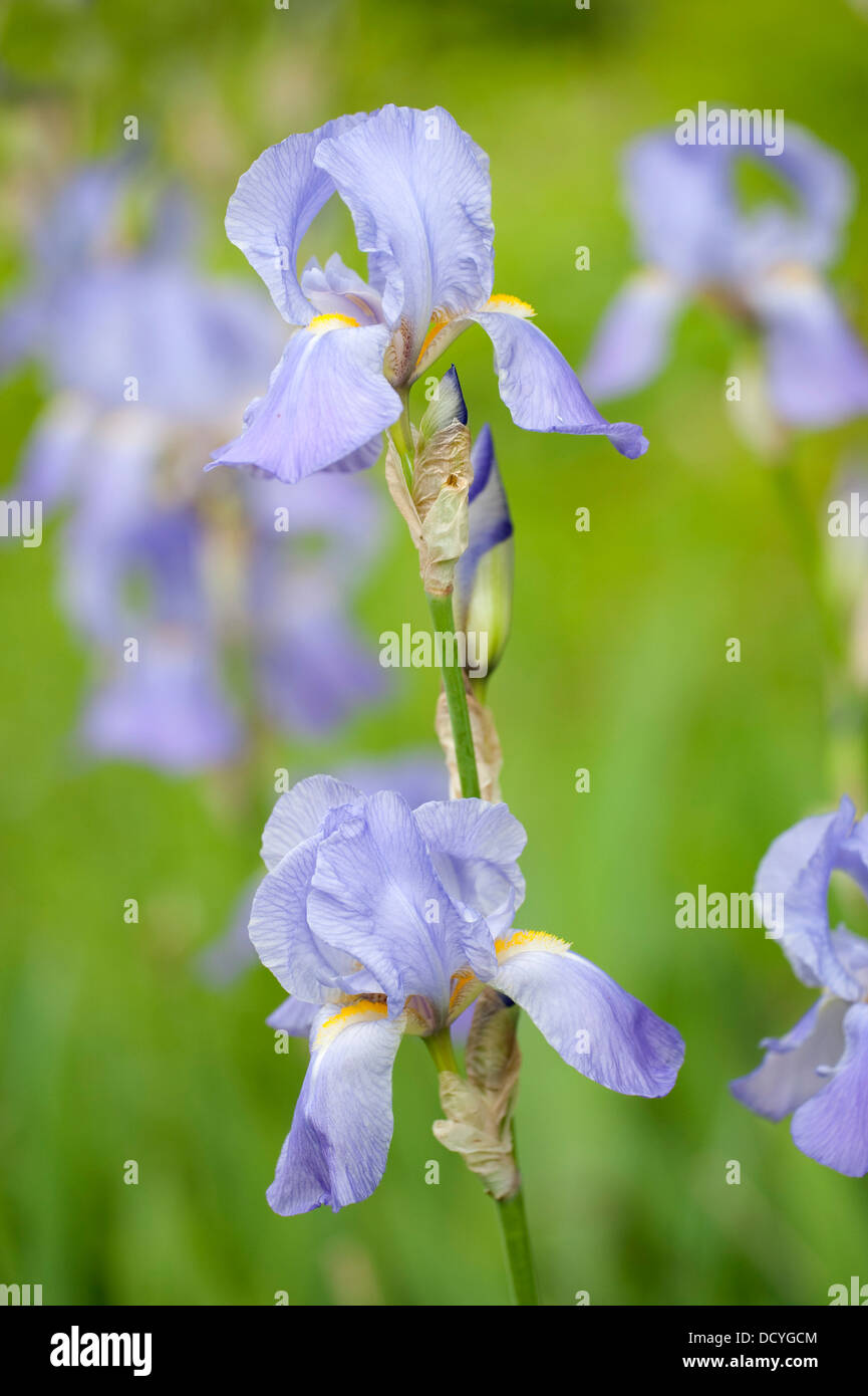 Iris versicolor Iris violet UK Kent Banque D'Images