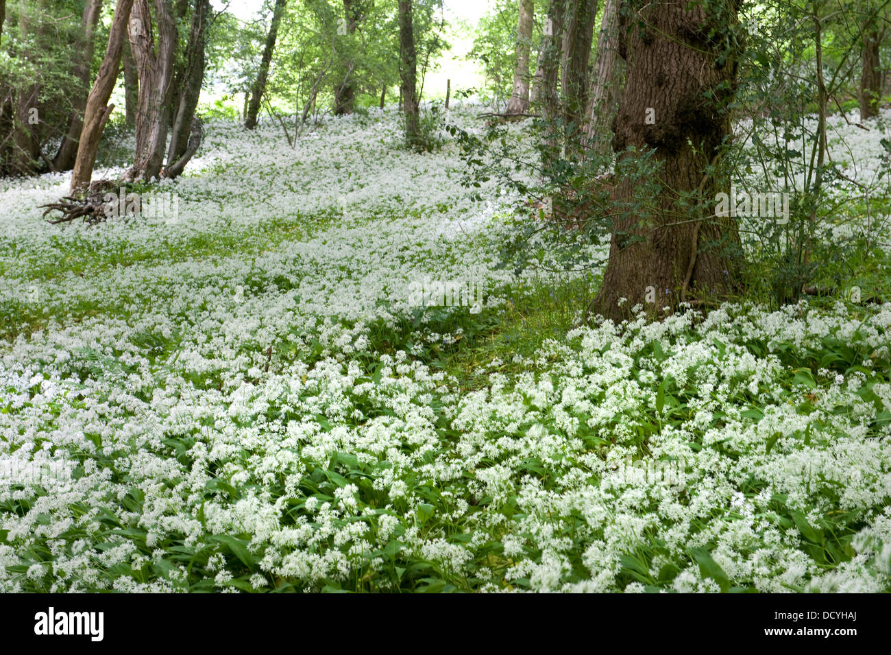 L'ail des ours Allium ursinum Ramsons Kent UK Banque D'Images