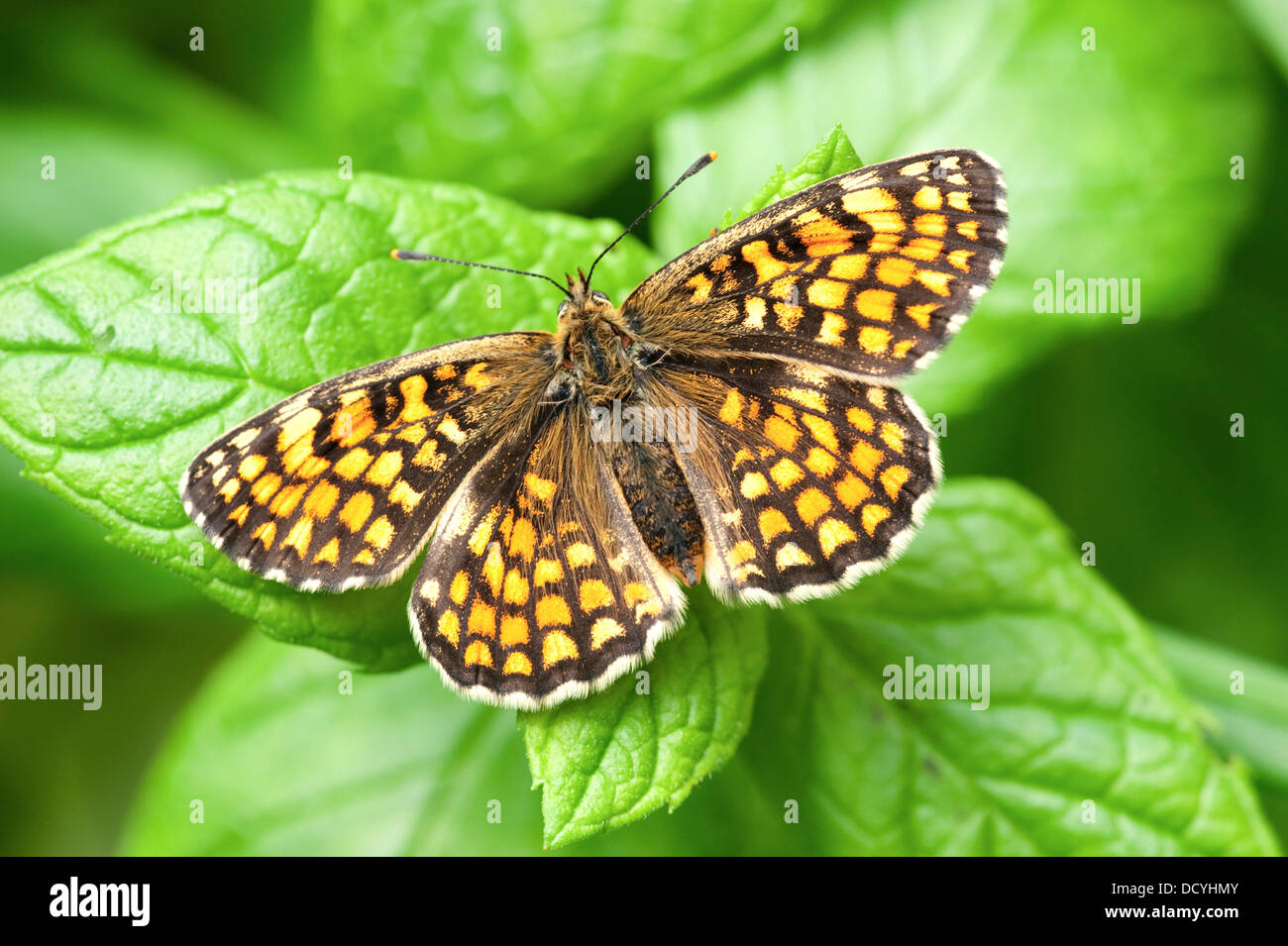 Heath Fritillary Papillon Mellicta athalia UK Banque D'Images