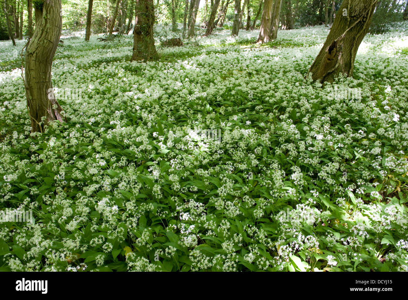 L'ail des ours Allium ursinum Ramsons Kent UK Banque D'Images