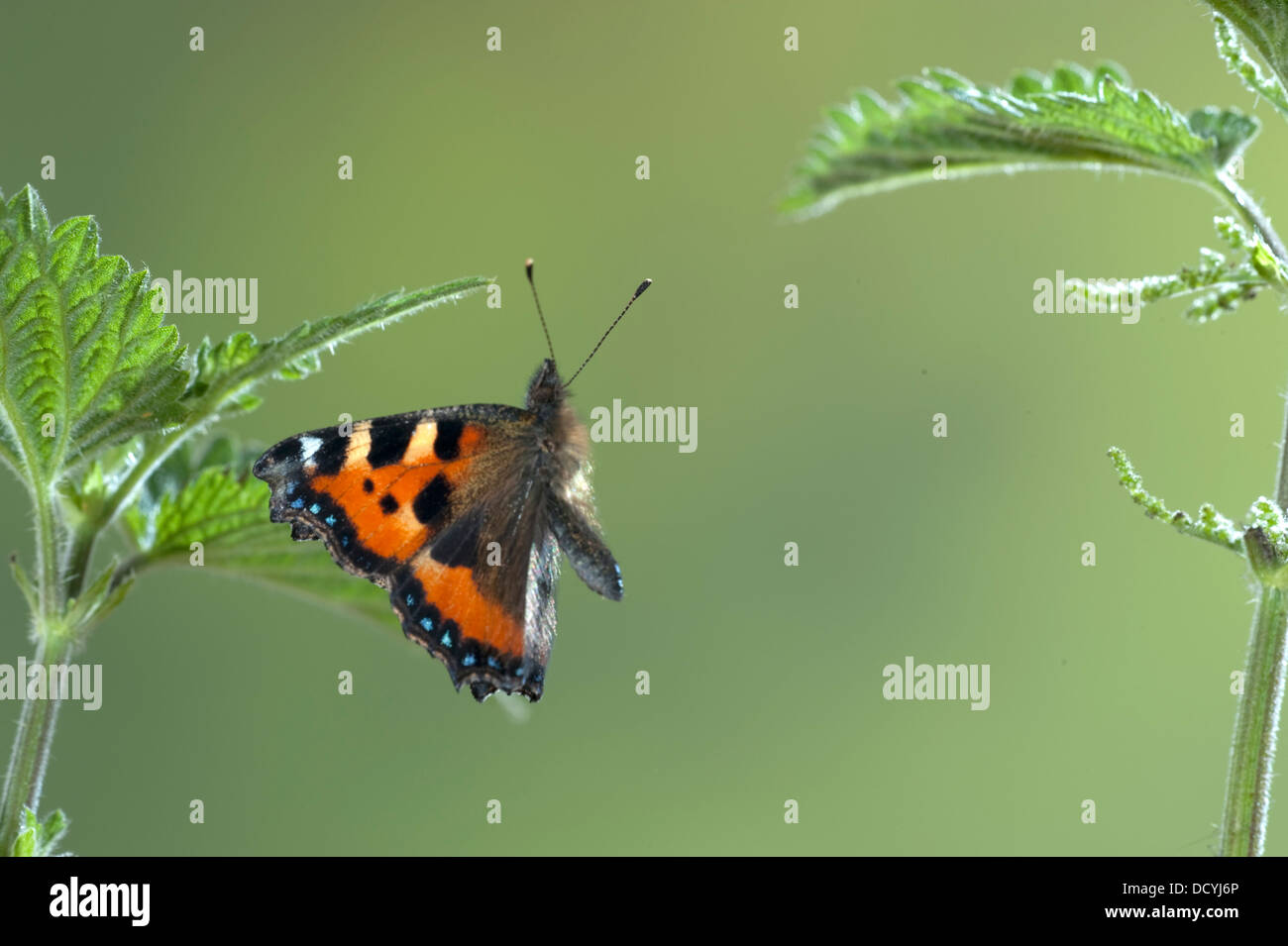 Petit papillon écaille Aglais urticae en vol Kent UK Banque D'Images