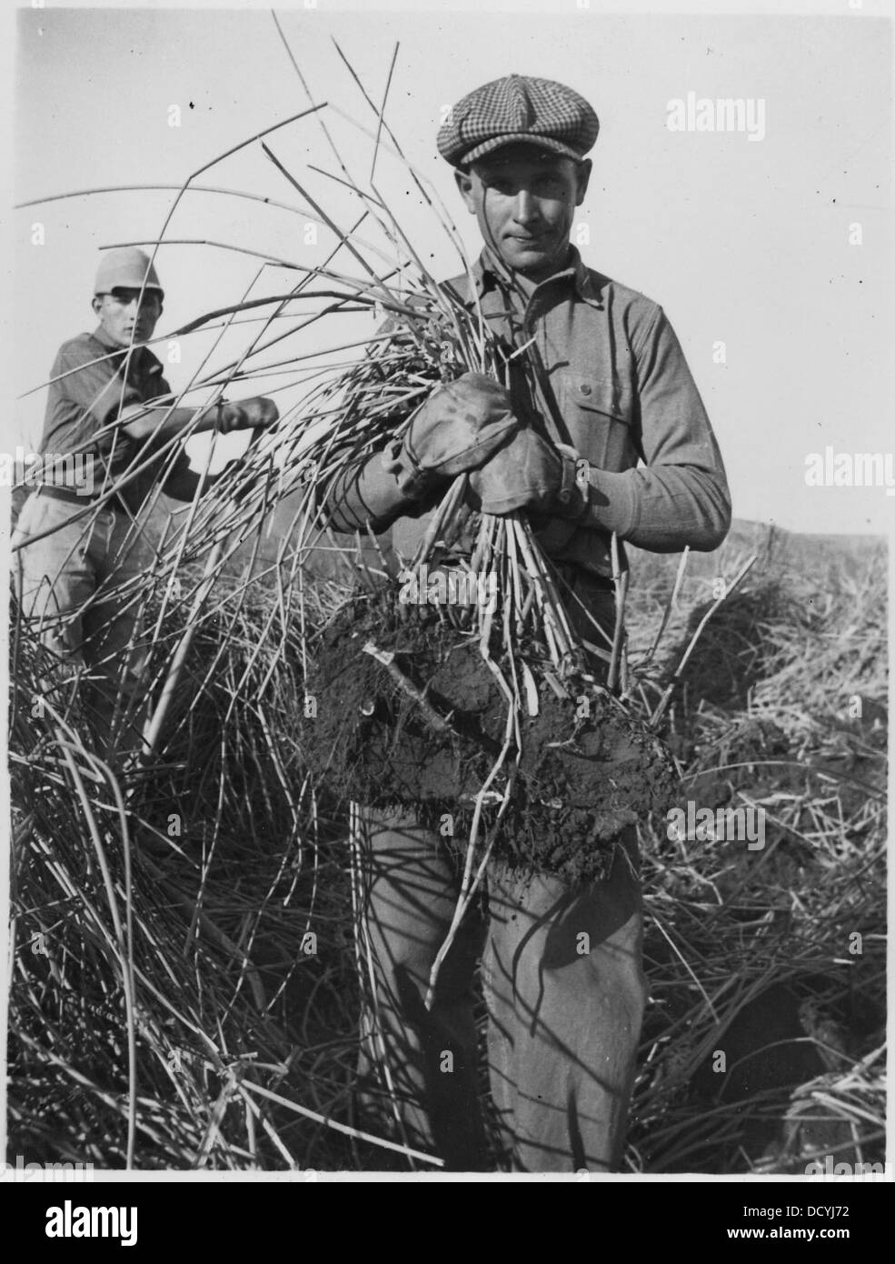 Un homme tient un amas de porte-greffe en bullrush à tige dure, démontrant une pratique agricole liée à la culture de plantes en milieu humide. Banque D'Images