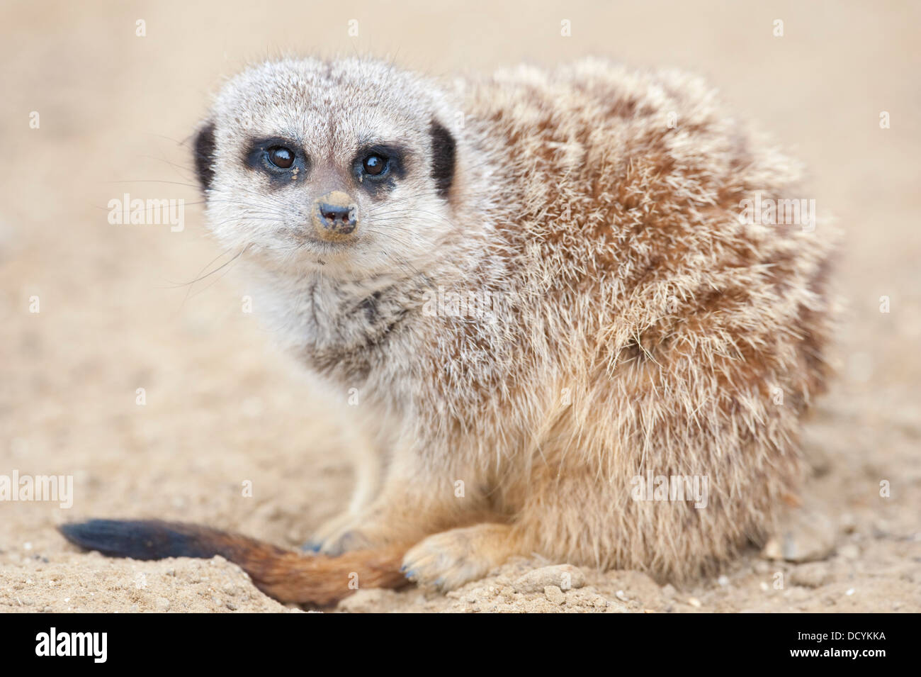 Meerkat ou Suricate Suricata suricatta Banque D'Images