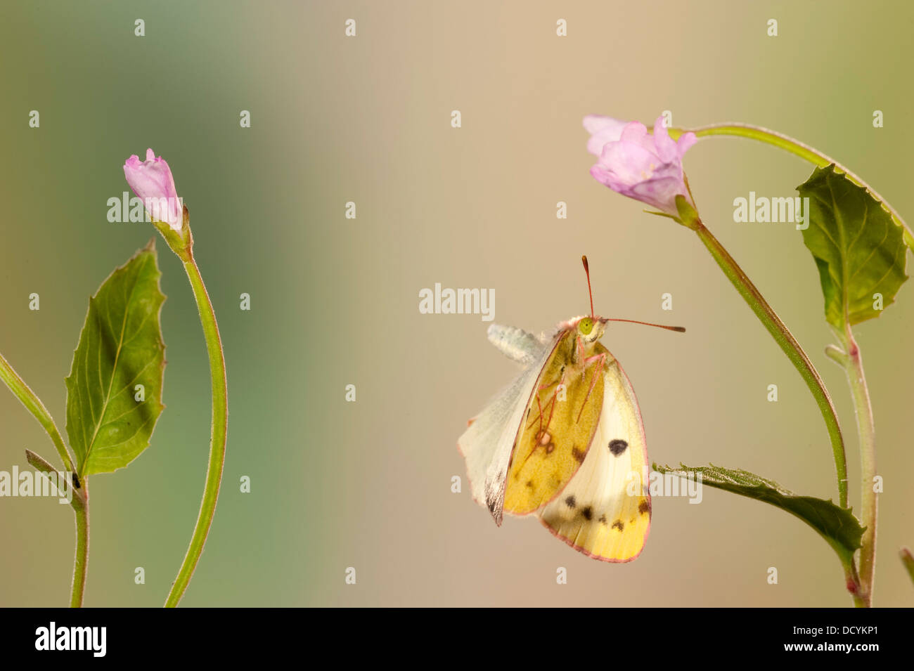 Berger a obscurci papillon jaune Colias australis Banque D'Images