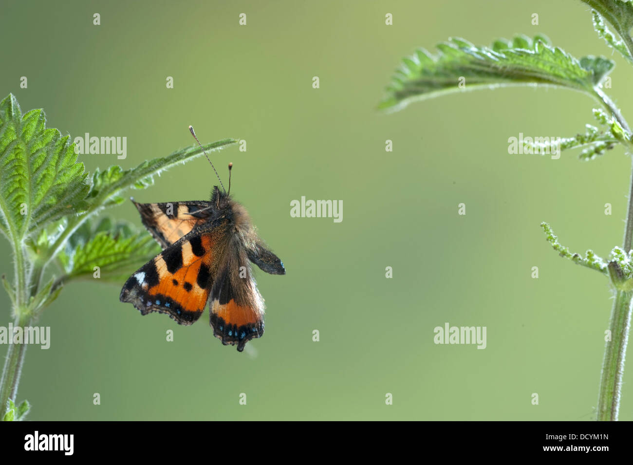 Petit papillon écaille Aglais urticae en vol Kent UK Banque D'Images