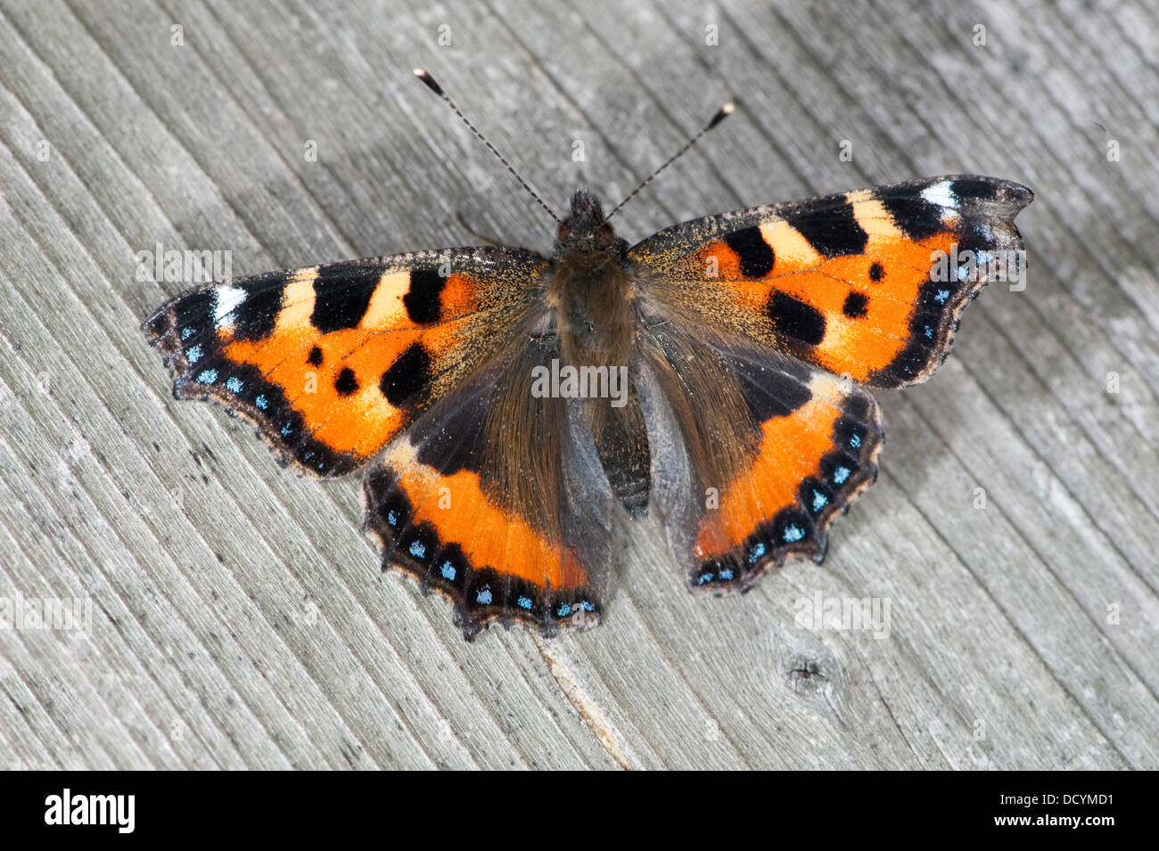 Petit papillon écaille Aglais urticae Kent UK Banque D'Images