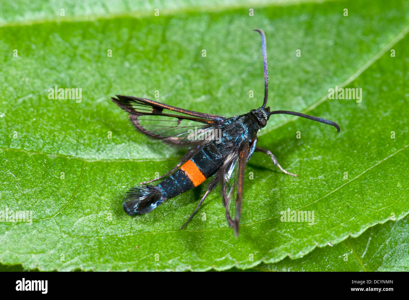 La ceinture rouge Synanthedon myopaeformis UK Banque D'Images