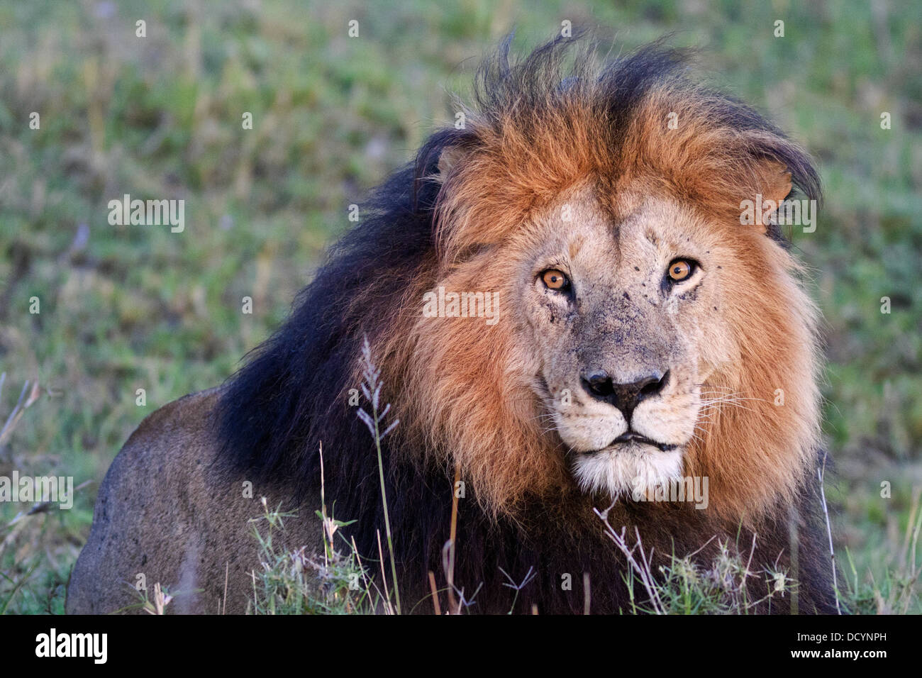 Vue frontale d'un magnifique lion mâle adulte noir avec la crinière, à golden evening light, Masai Mara, Kenya, Afrique de l'Est Banque D'Images