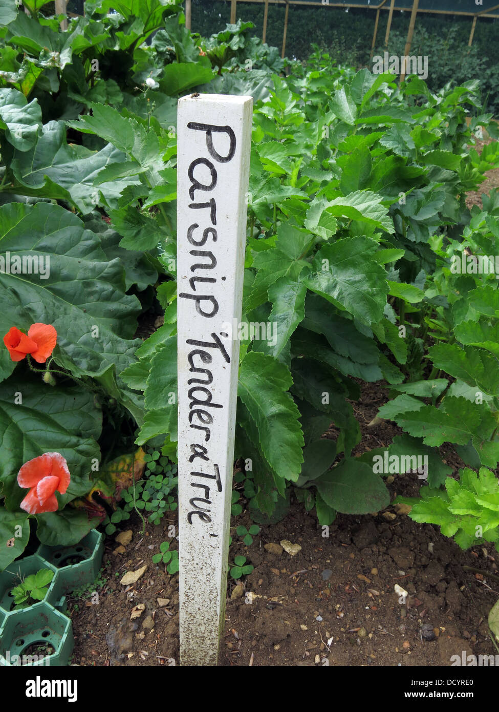 Panais, Tender & True, plantes et piquet avec nom Banque D'Images