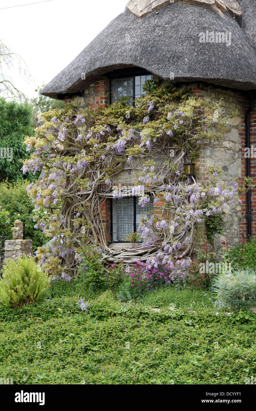 De plus en plus d'un côté de glycines thatched house Shanklin vieux village Isle of Wight Banque D'Images