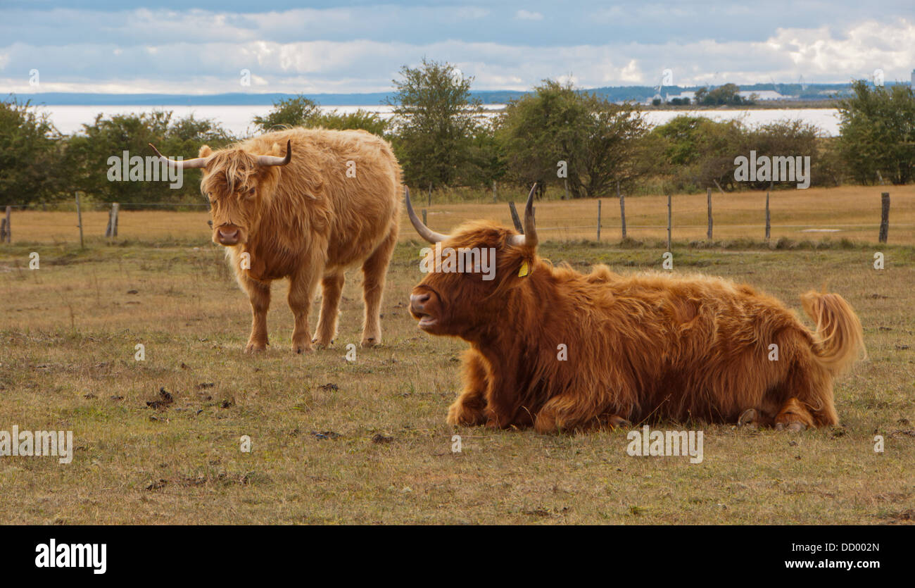 Les vaches Highland en Suède Banque D'Images