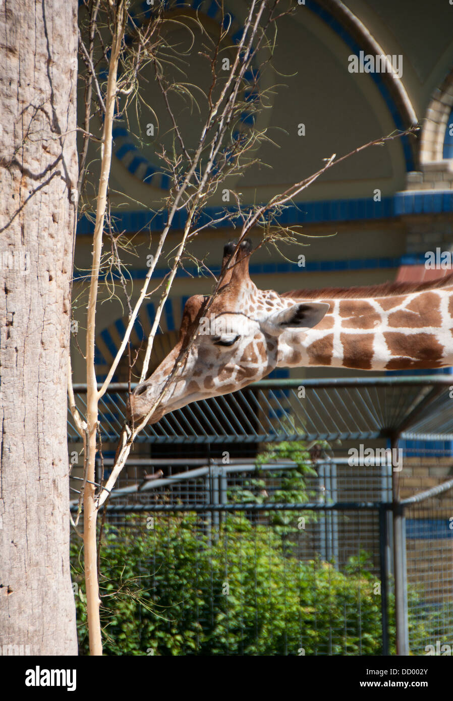 Girafe au zoo de Berlin Banque D'Images