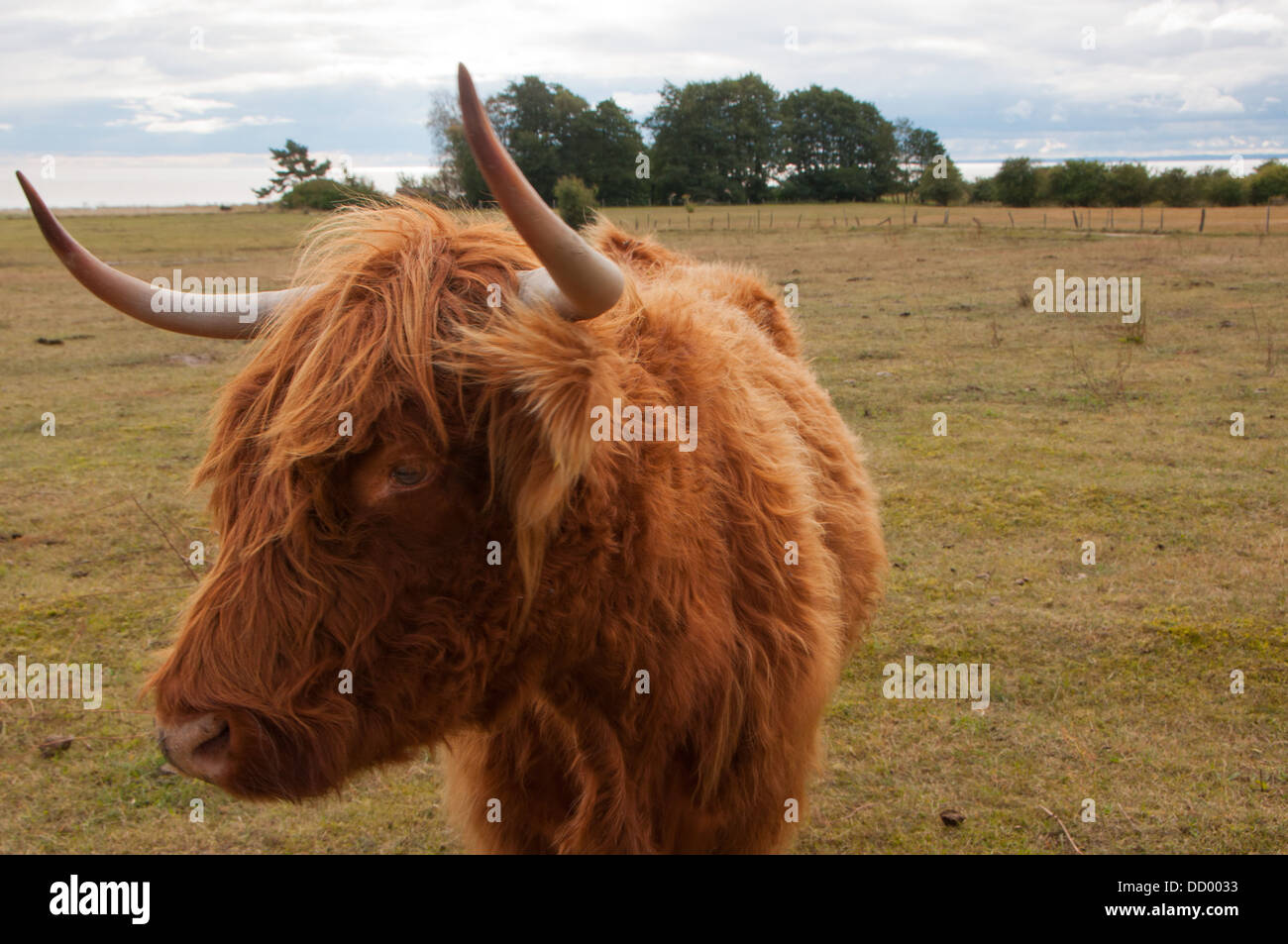 Vache Highland en Suède Banque D'Images
