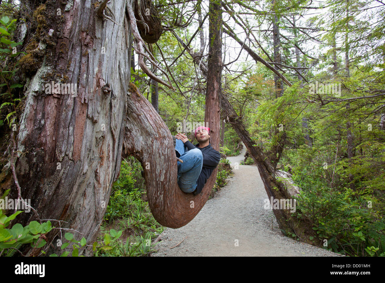 Un homme prend un repos sur une grande branche d'arbre le long du sentier Wild Pacific sur l'île de Vancouver ; Ucluelet (Colombie-Britannique), Canada Banque D'Images