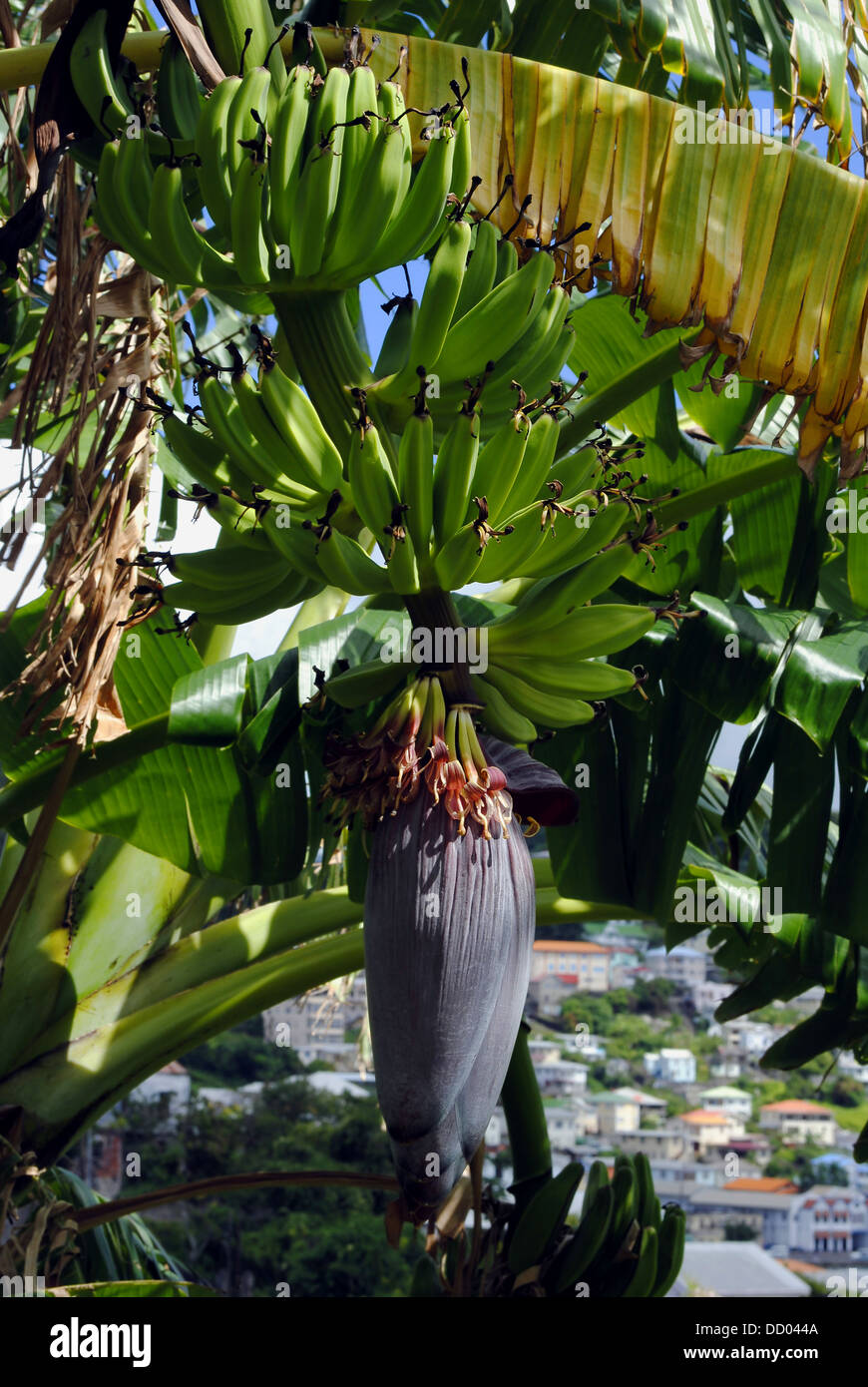 Plant de banane La Grenade Banque D'Images