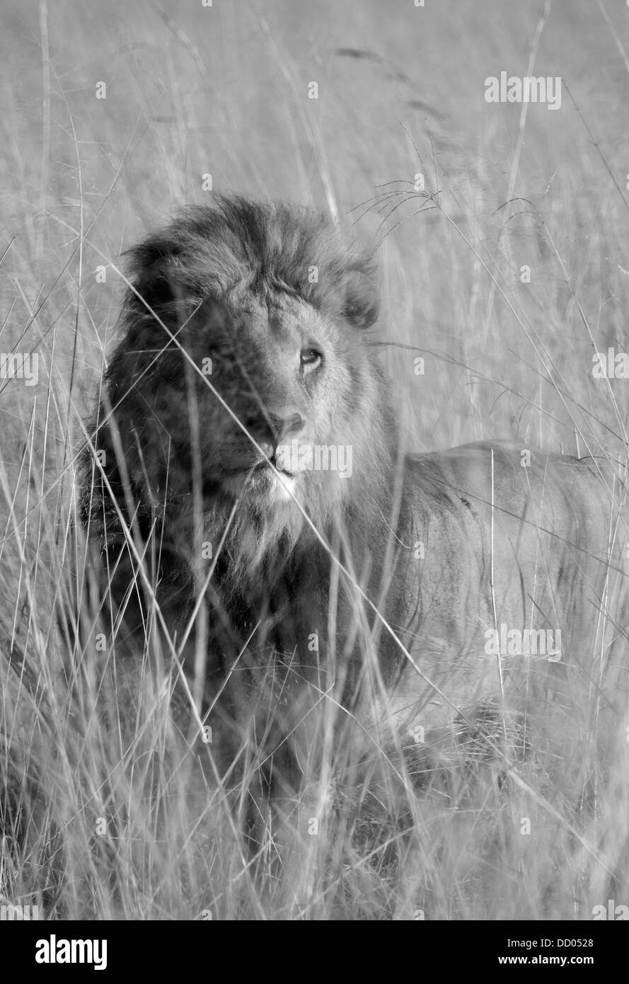 L'African Lion (Panthera leo) de sexe masculin dans l'herbe haute, Okavango Delta, Botswana, NOIR ET BLANC Banque D'Images