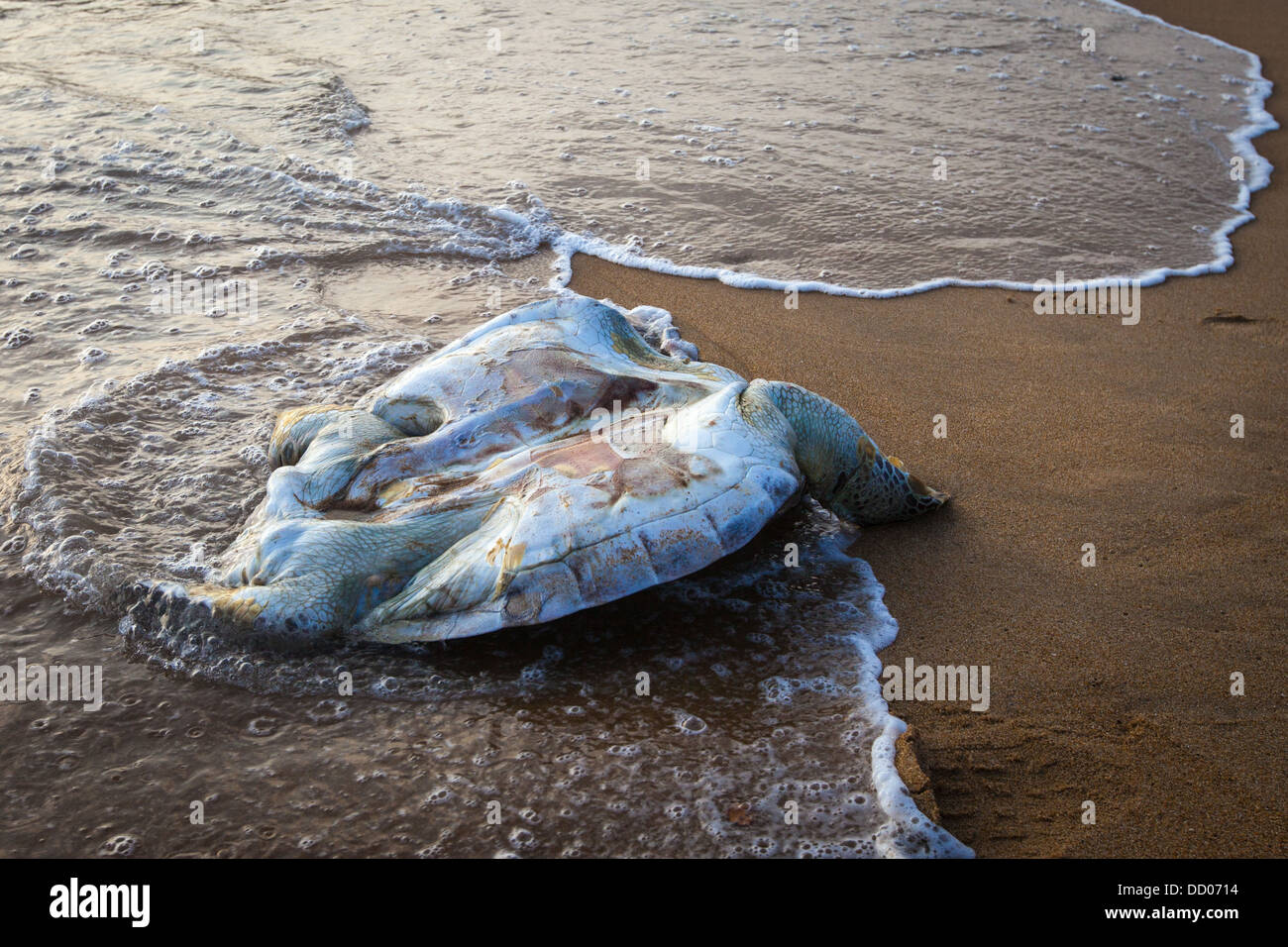 Tortue morte par déchets Banque de photographies et d’images à haute résolution Alamy