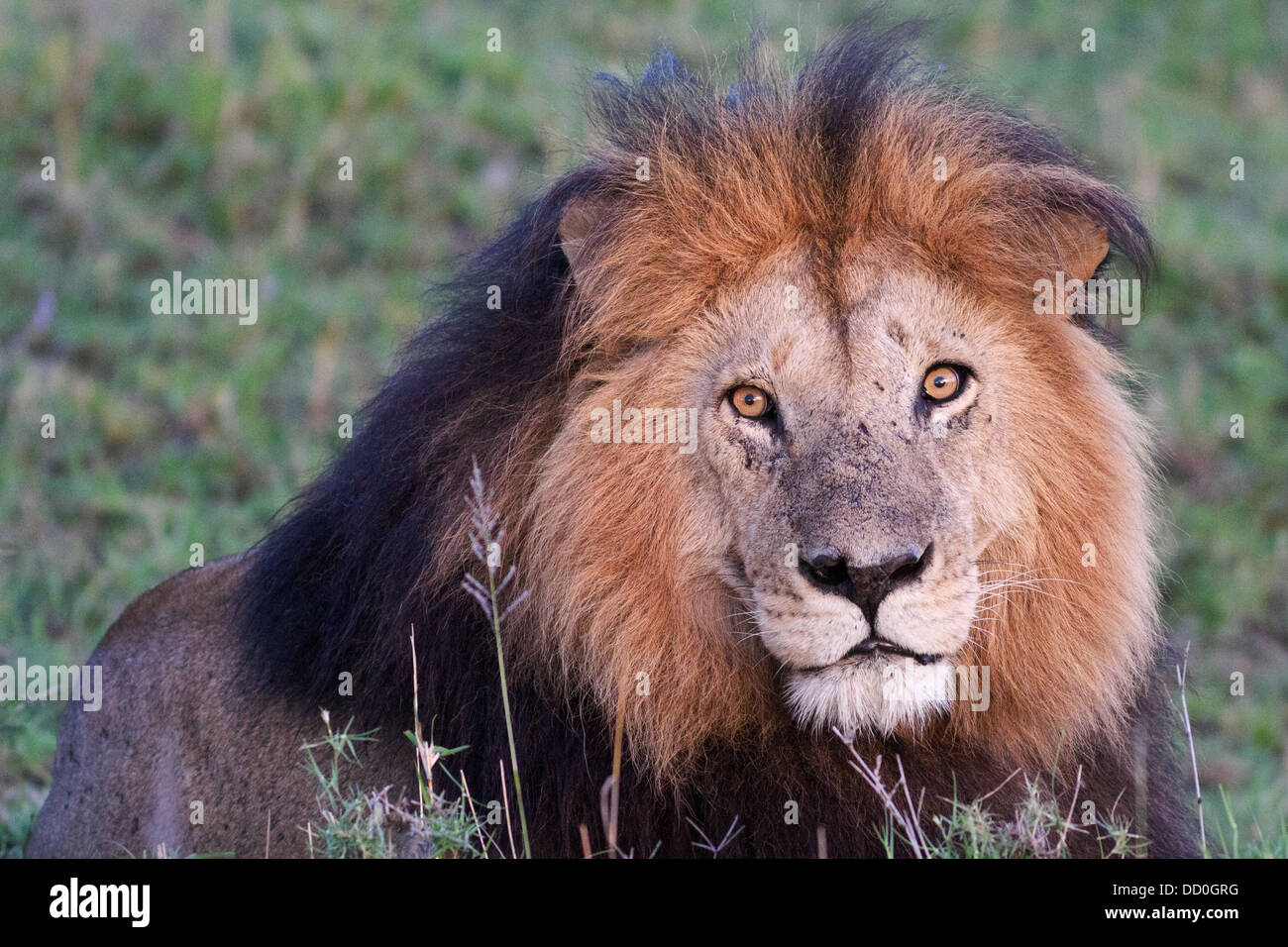 Vue frontale d'un magnifique lion mâle adulte noir avec la crinière, à golden evening light, Masai Mara, Kenya, Afrique de l'Est Banque D'Images