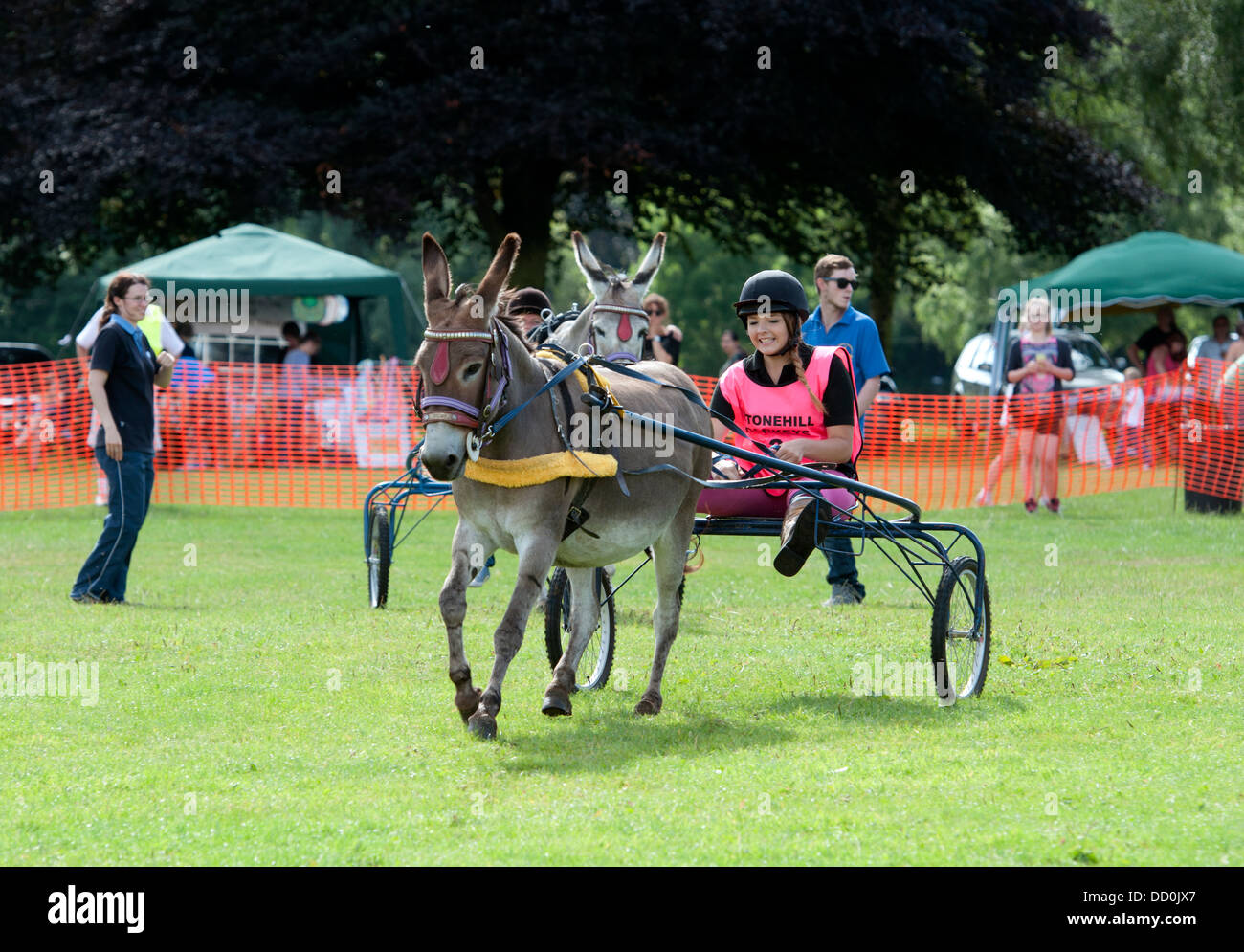 Un âne et piège dans un âne derby race Banque D'Images