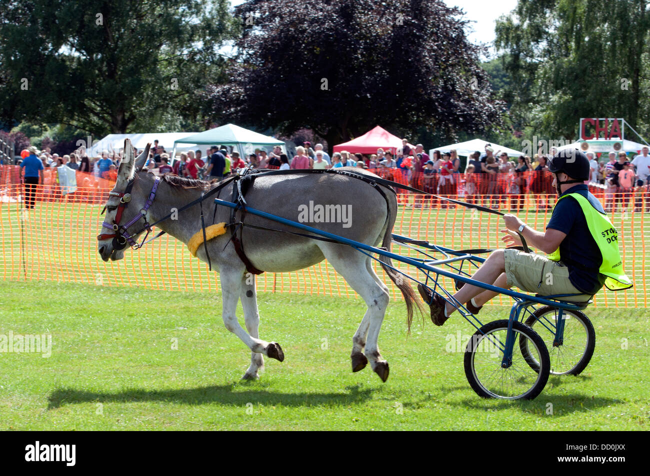 Un âne et piège dans un âne derby race Banque D'Images