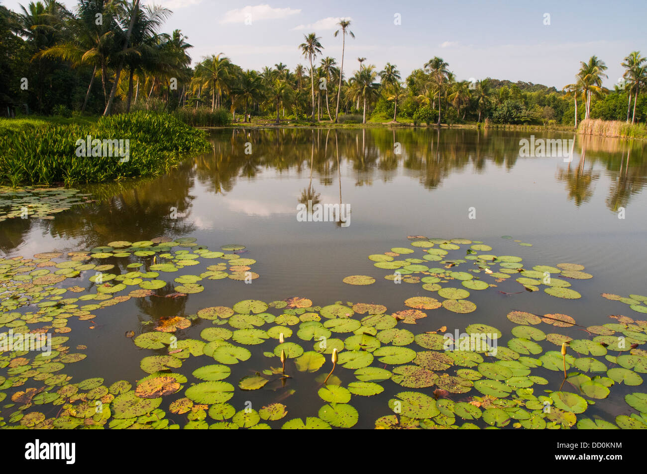 Lily-étangs parsemés sur Pulau Ubin, Singapour Banque D'Images