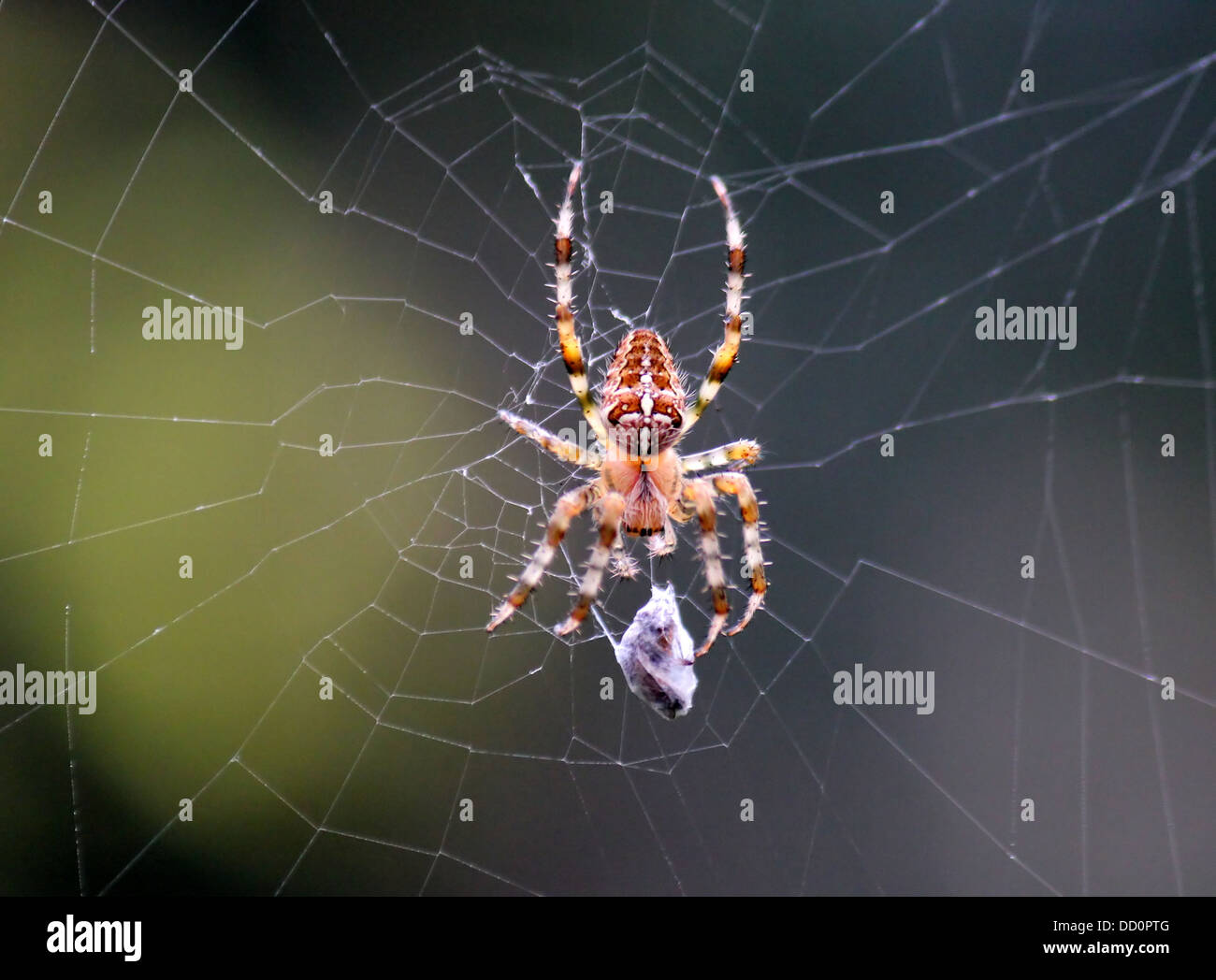 Close-up of a European jardin araignée (Araneus diadematus) dans son site web avec une proie elle pris Banque D'Images