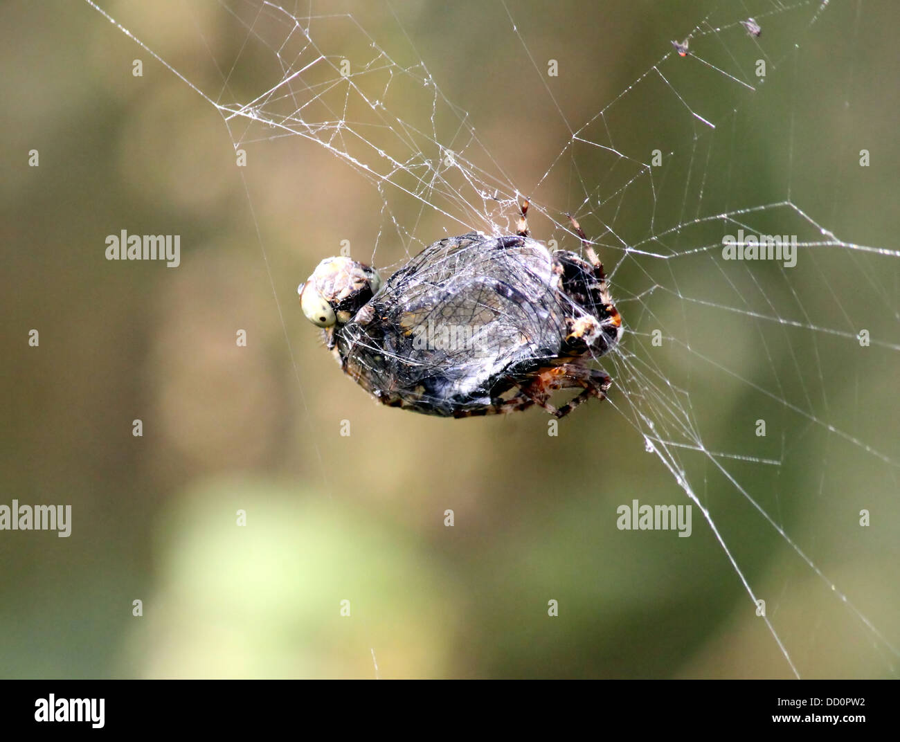 Close-up of a European jardin araignée (Araneus diadematus) dans son site web avec une proie elle pris Banque D'Images