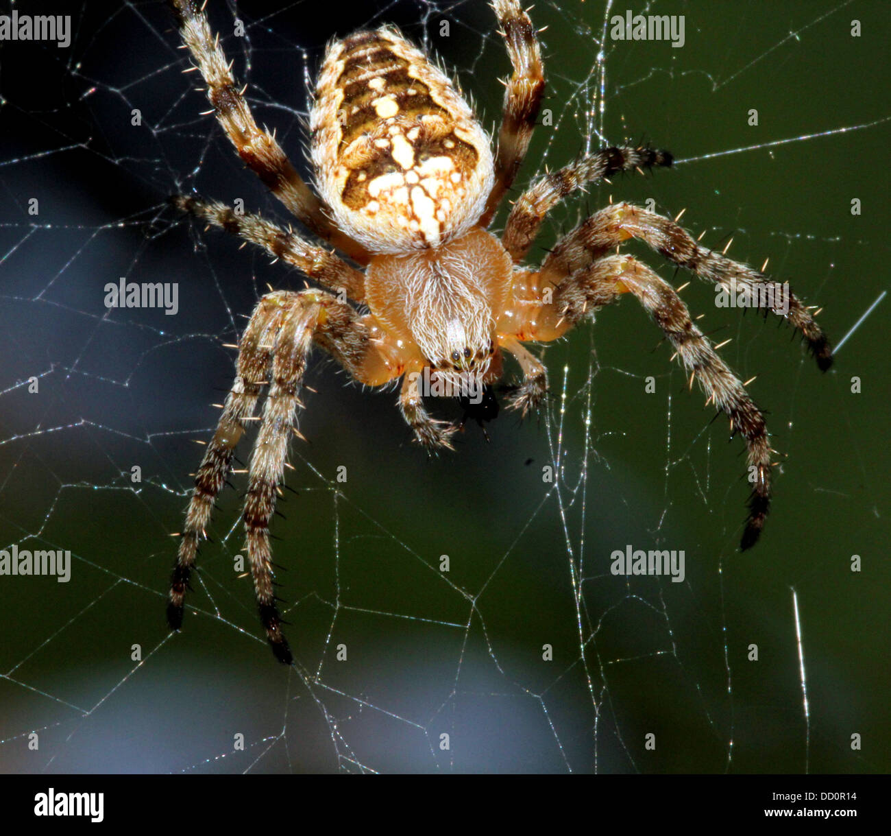 Close-up of a European jardin araignée (Araneus diadematus) dans son site web Banque D'Images