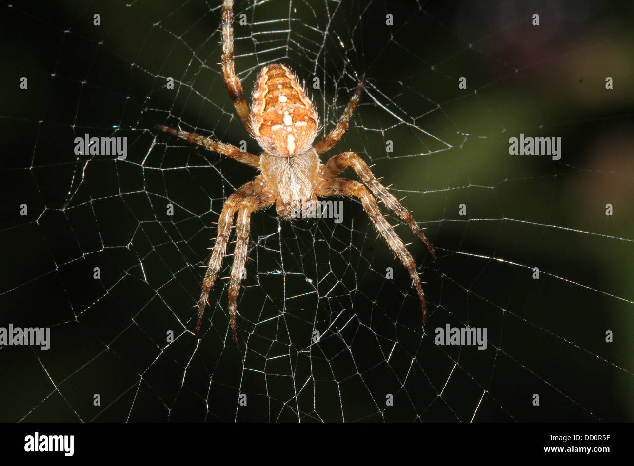 Close-up of a European jardin araignée (Araneus diadematus) dans son site web Banque D'Images