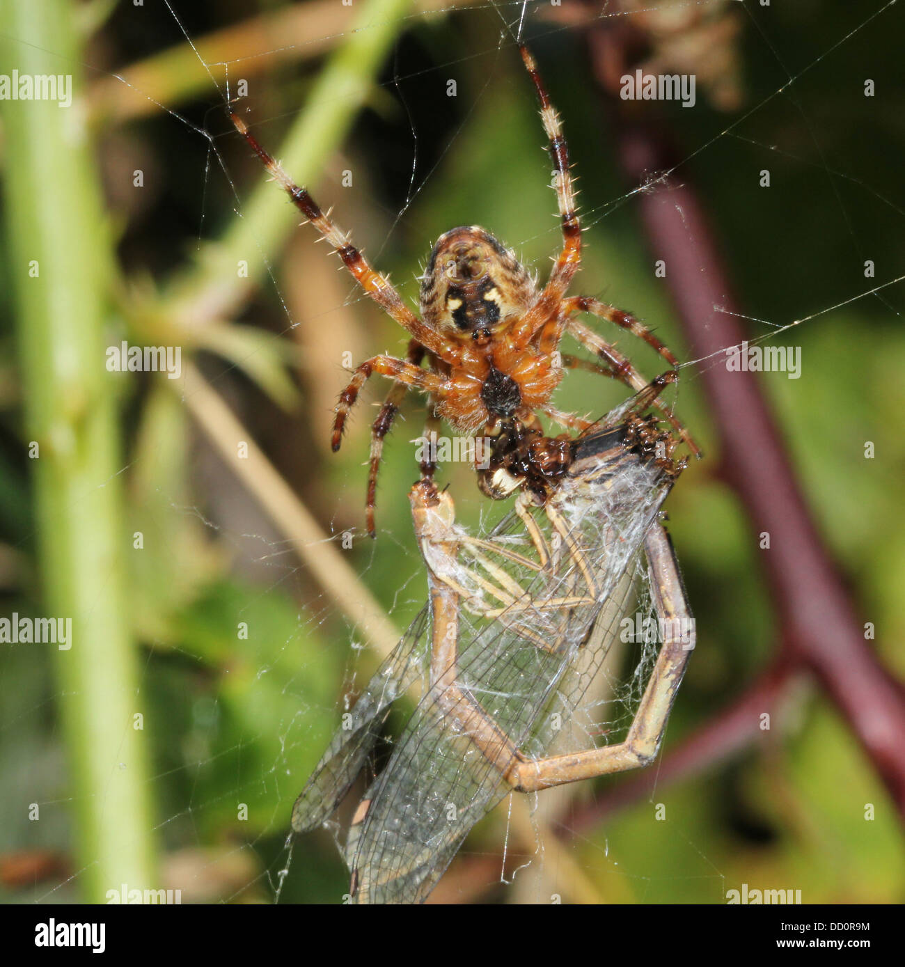 Close-up of a European jardin araignée (Araneus diadematus) dans son site web avec une libellule elle pris Banque D'Images