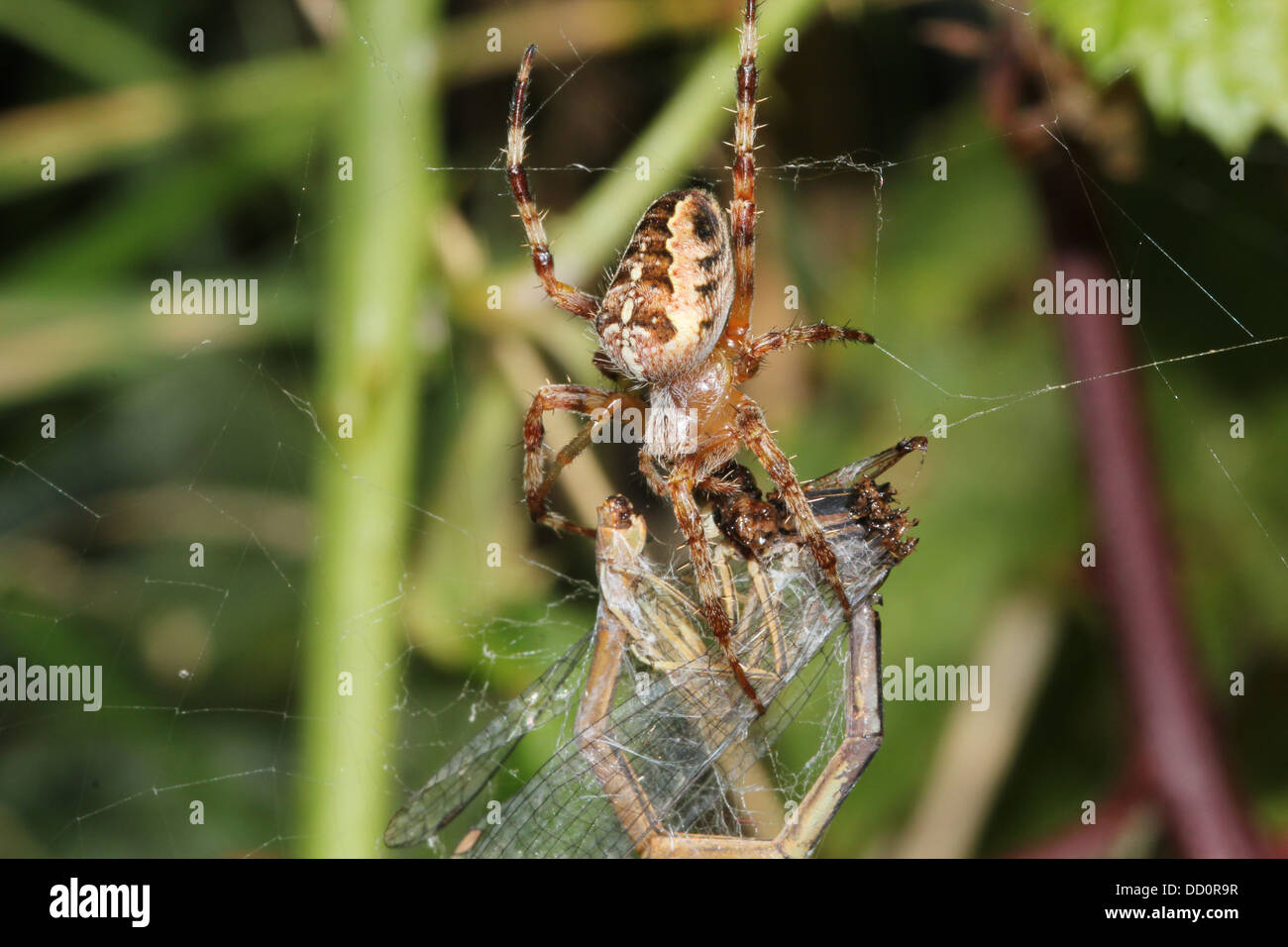 Close-up of a European jardin araignée (Araneus diadematus) dans son site web avec une libellule elle pris Banque D'Images