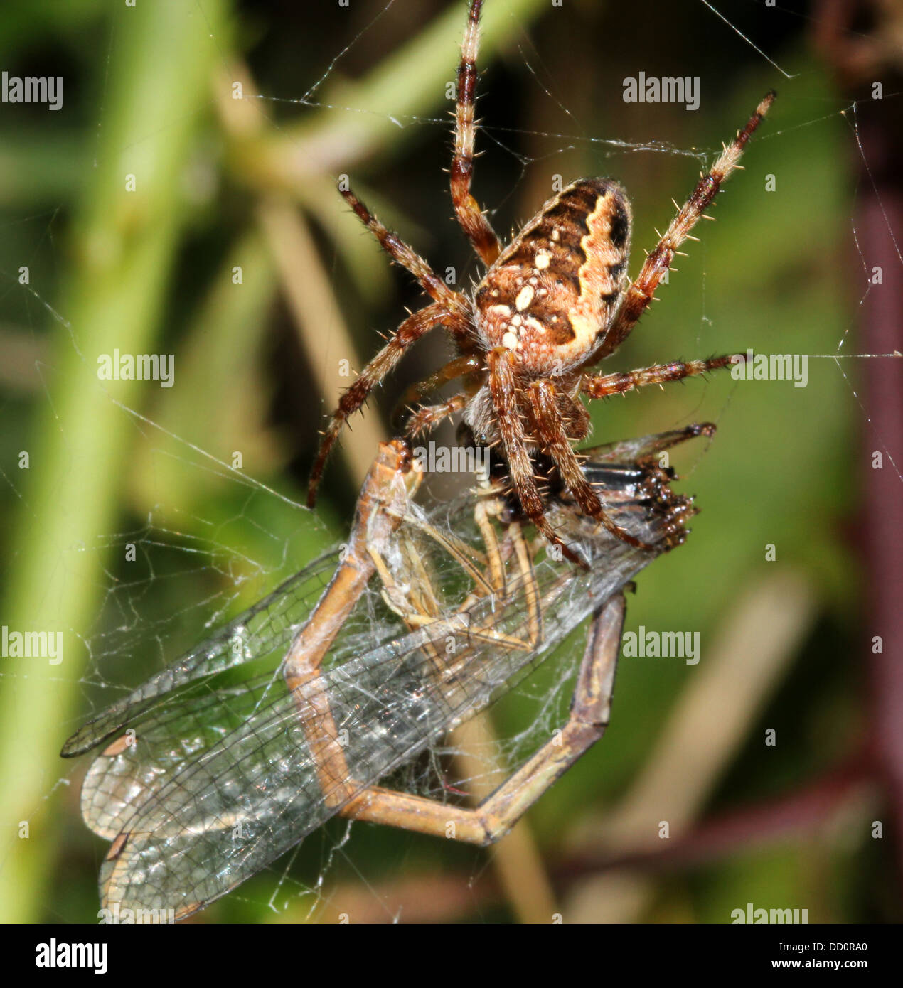 Close-up of a European jardin araignée (Araneus diadematus) dans son site web avec une proie, elle aperçut une libellule tout enveloppé Banque D'Images