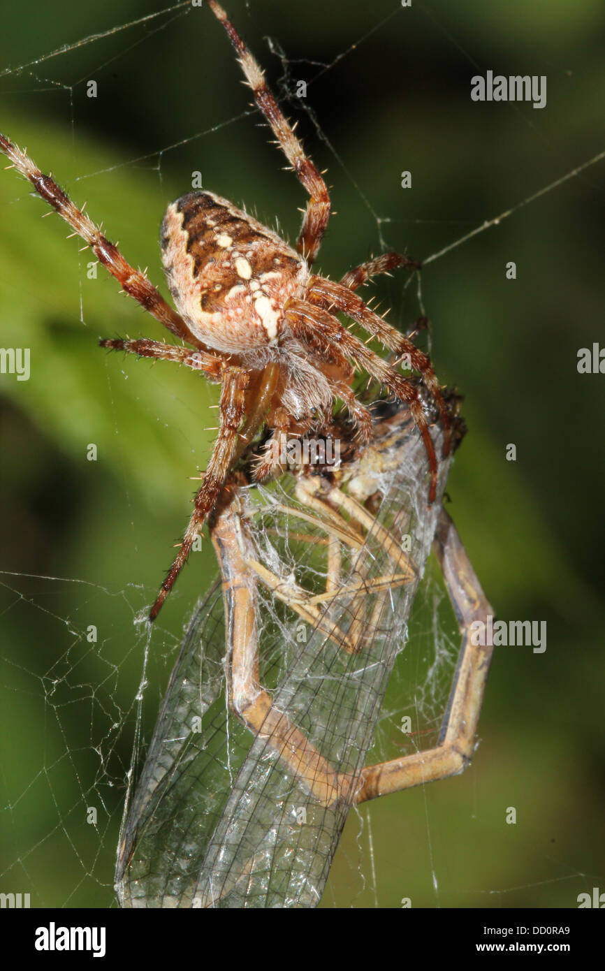 Close-up of a European jardin araignée (Araneus diadematus) dans son site web avec une proie, elle aperçut une libellule tout enveloppé Banque D'Images