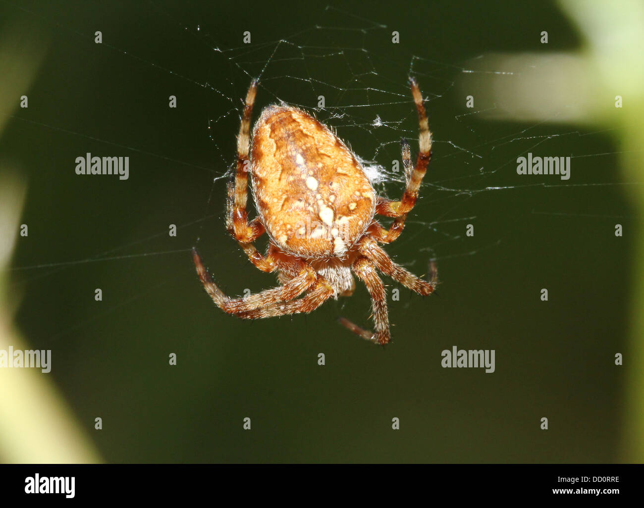 Close-up of a European jardin araignée (Araneus diadematus) dans son site web Banque D'Images