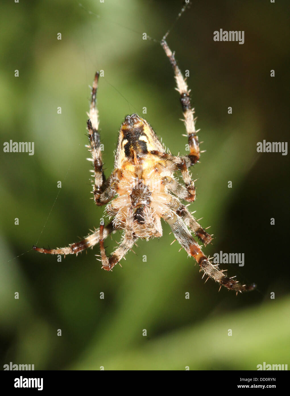 Close-up of a European jardin araignée (Araneus diadematus) dans son site web Banque D'Images