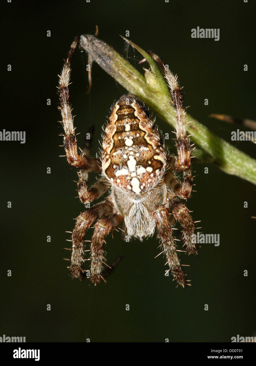 Close-up of a European jardin araignée (Araneus diadematus) dans son site web Banque D'Images