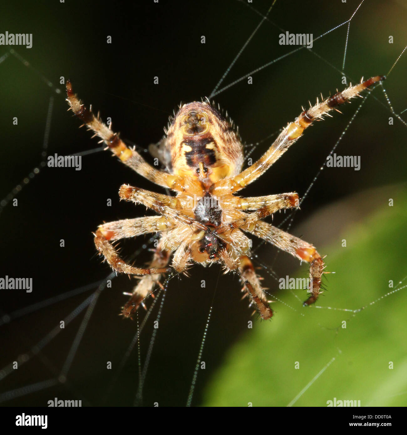 Close-up of a European jardin araignée (Araneus diadematus) dans son site vu de l'arrière Banque D'Images