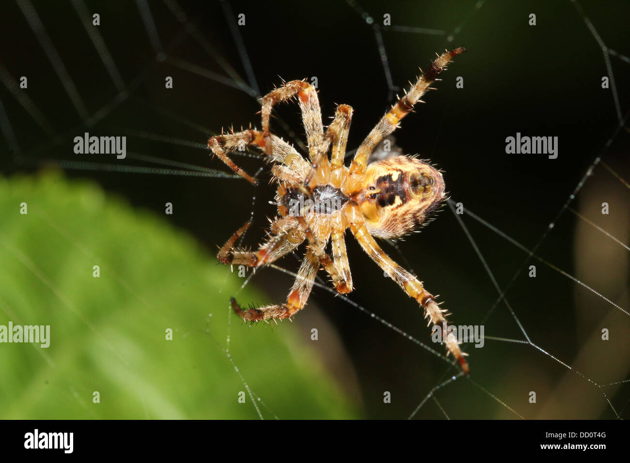Close-up of a European jardin araignée (Araneus diadematus) dans son site vu de l'arrière Banque D'Images