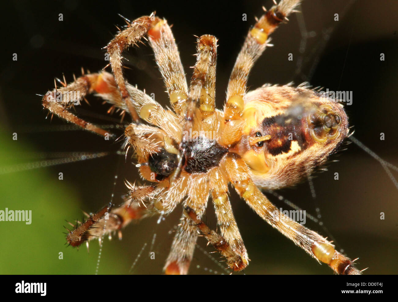 Close-up of a European jardin araignée (Araneus diadematus) dans son site vu de l'arrière Banque D'Images